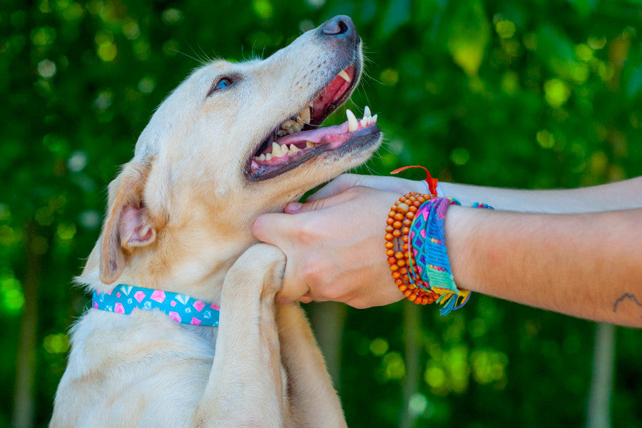 A coleira Tiffany junta os melhores amigos das mulheres: diamantes e animais de estimação. Design original e exclusivo .Textura suave e sedosa para maior conforto.Materiais duráveis, resistentes, recicláveis e laváveis . Tamanho regulável para ajuste perfeito no pescoço do cão. Feita à mão em Portugal