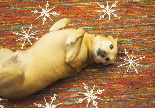 Animais e fogos de artifício - cuidados a ter