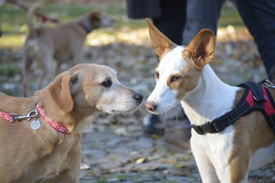 Encãotro Solidário Natal 2016