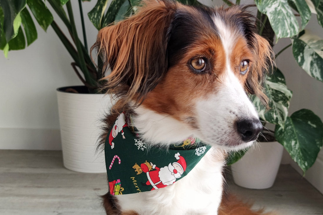 Bandana Xmas