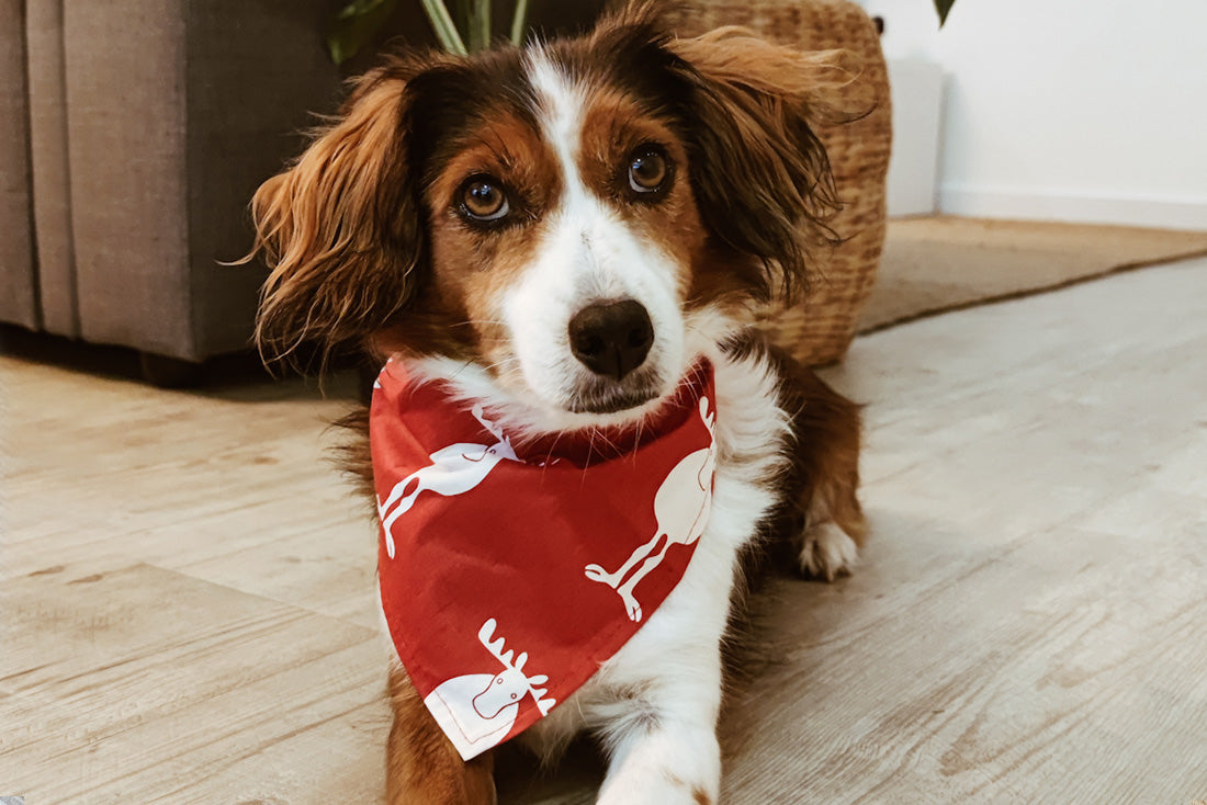 Bandana Rudolph