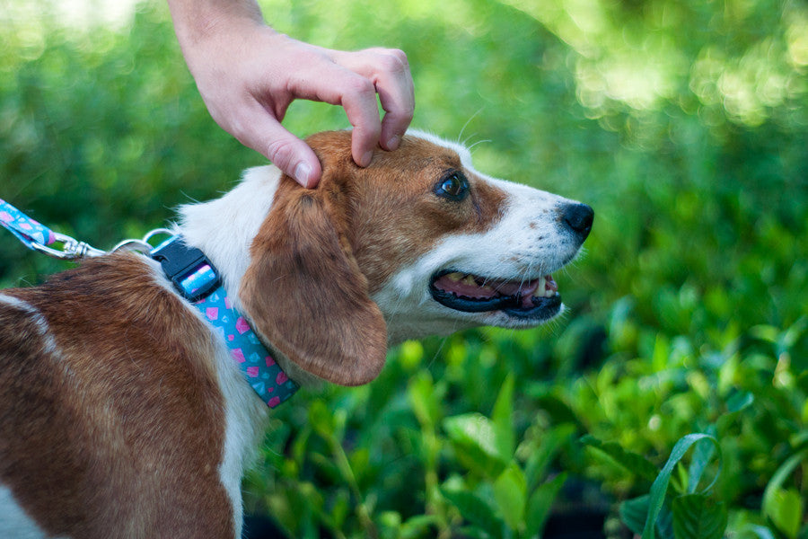 A coleira Tiffany junta os melhores amigos das mulheres: diamantes e animais de estimação. Design original e exclusivo .Textura suave e sedosa para maior conforto.Materiais duráveis, resistentes, recicláveis e laváveis . Tamanho regulável para ajuste perfeito no pescoço do cão. Feita à mão em Portugal