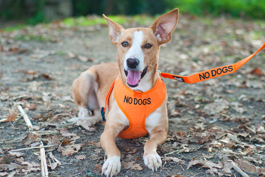 Peitoral No Dogs Suave - ÚLTIMAS UNIDADES