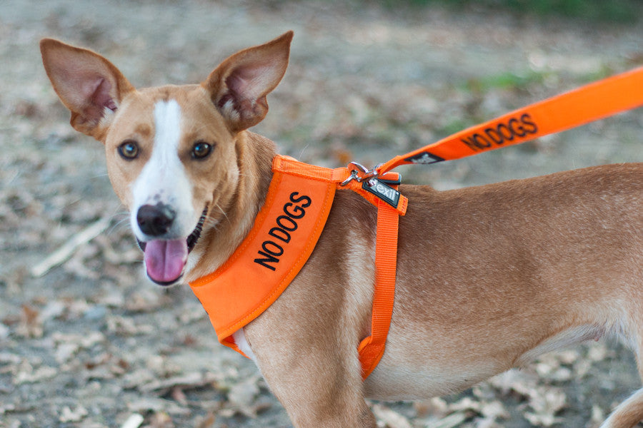 Peitoral No Dogs Suave - ÚLTIMAS UNIDADES