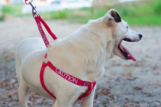 Peitoral Caution - ÚLTIMAS UNIDADES