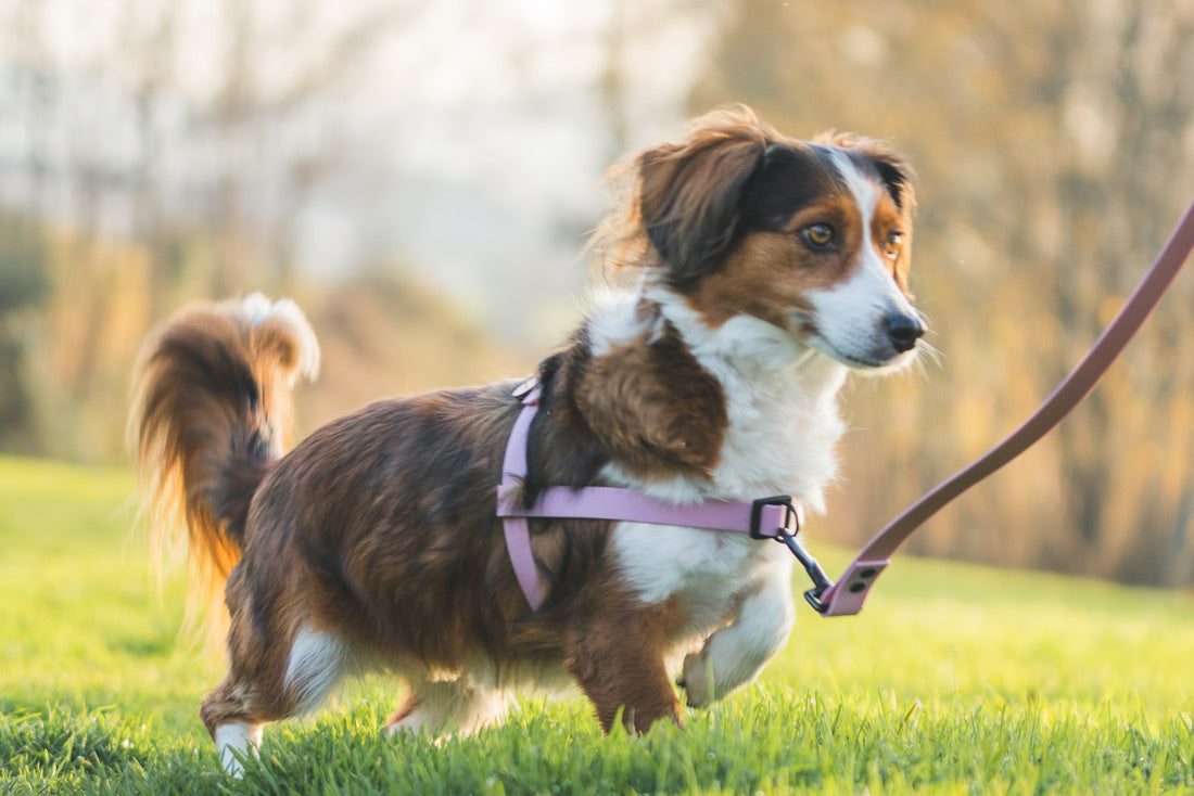 Peitoral Classic - várias cores