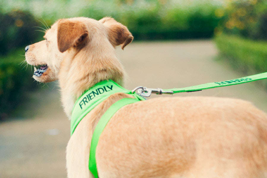 Peitoral Friendly Suave - ÚLTIMAS UNIDADES