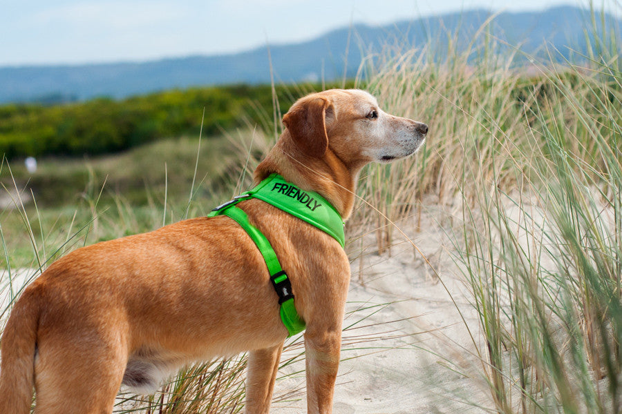 Peitoral Friendly Suave - ÚLTIMAS UNIDADES