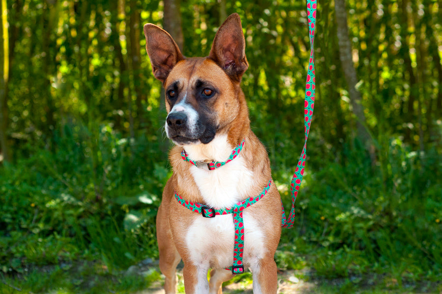 Peitoral Step In - vários designs