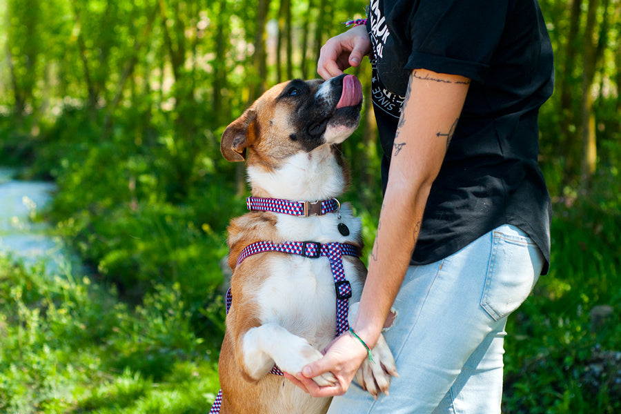 Peitoral Step In - vários designs