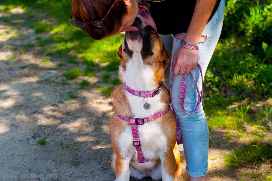 Peitoral Step In - vários designs